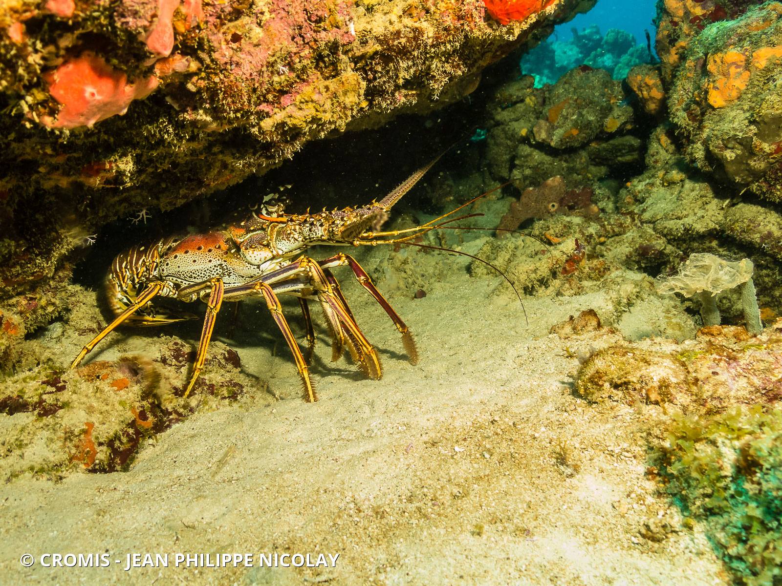 Langouste des Caraïbes