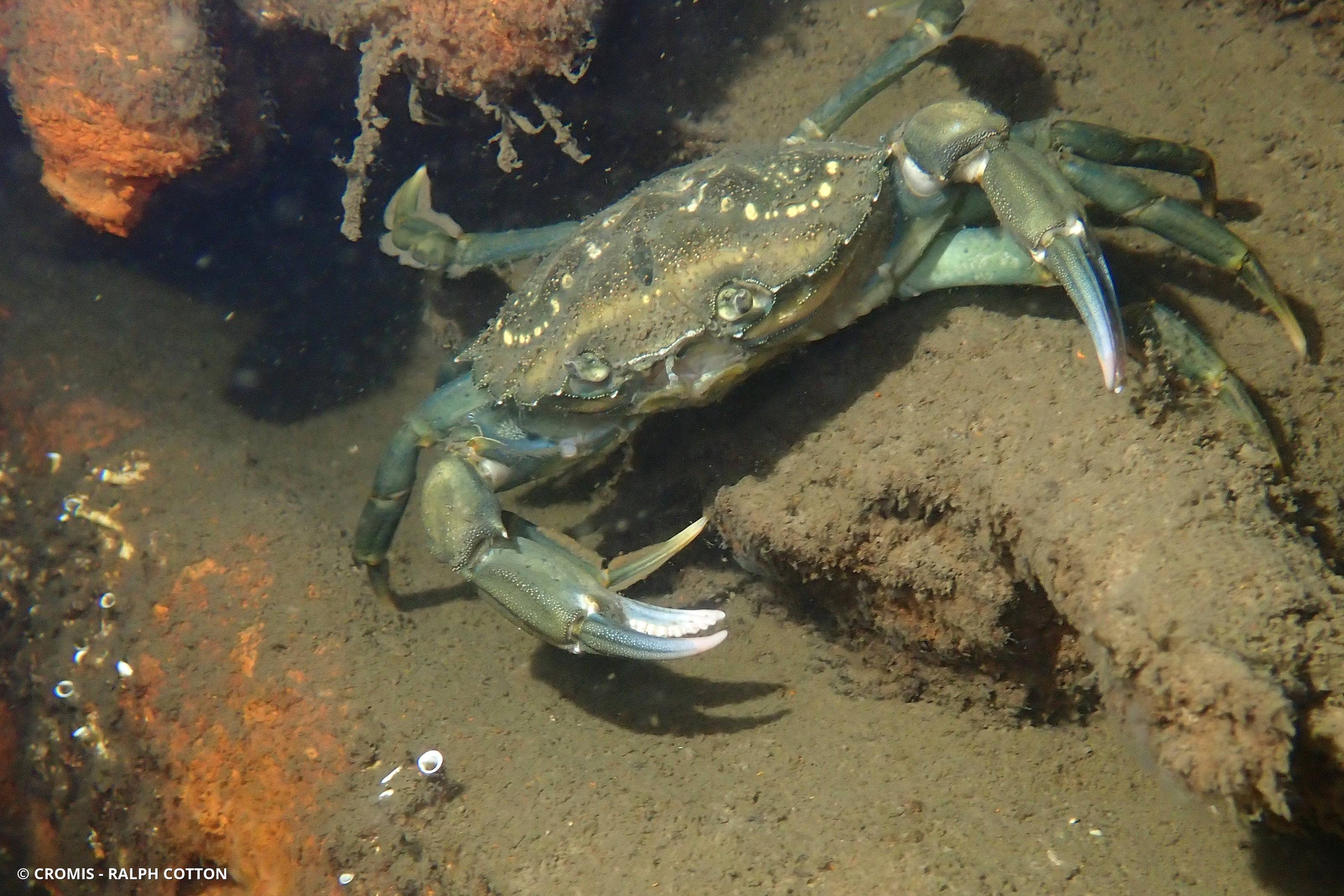 Crabe vert