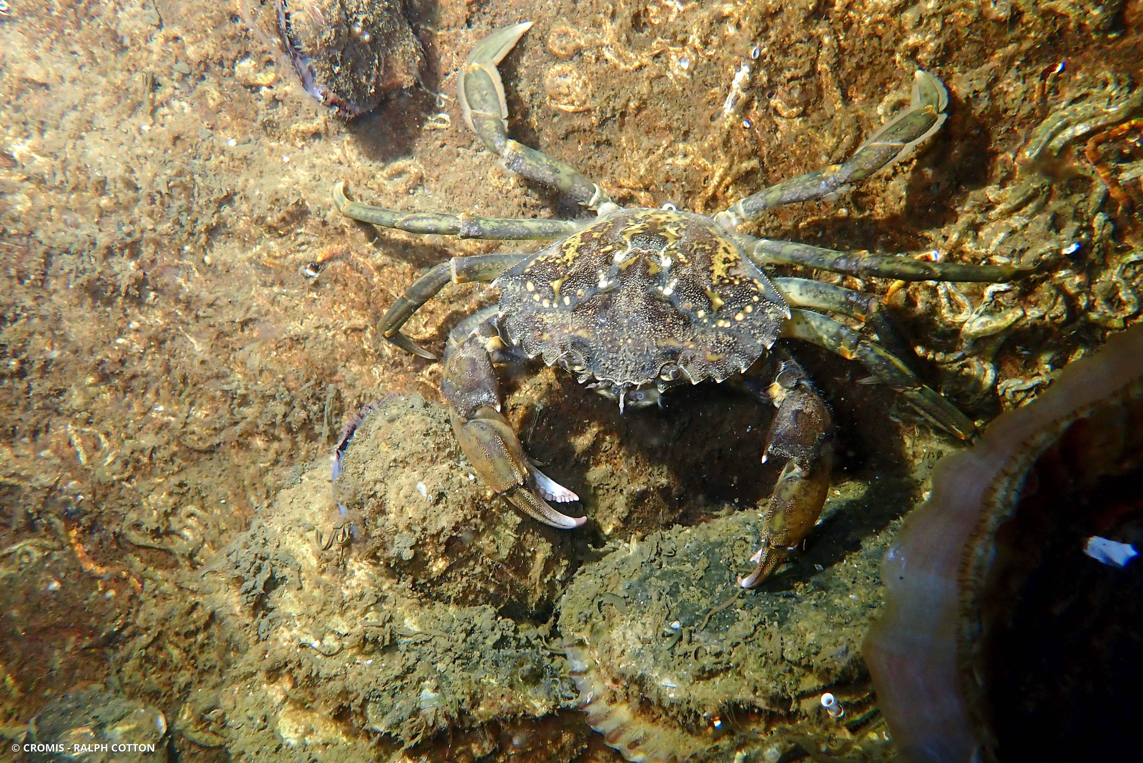 Crabe vert