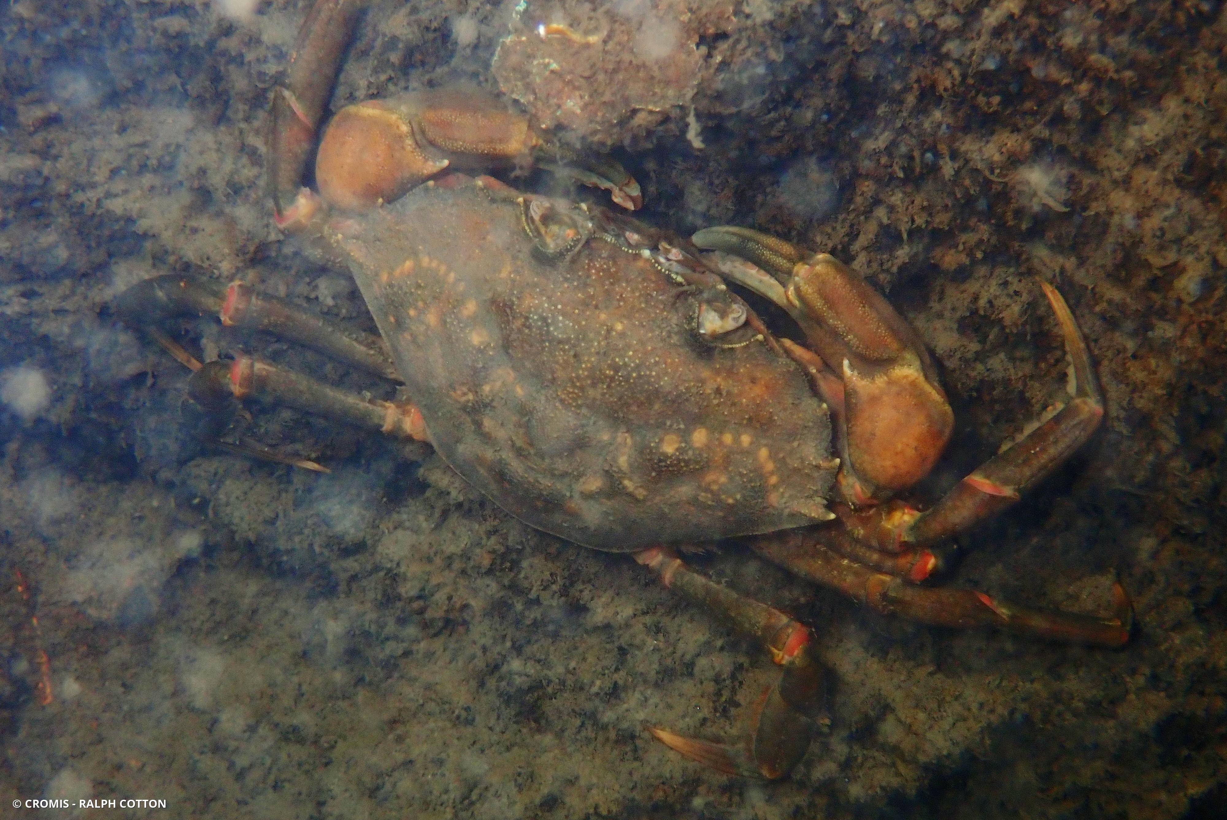 Crabe vert