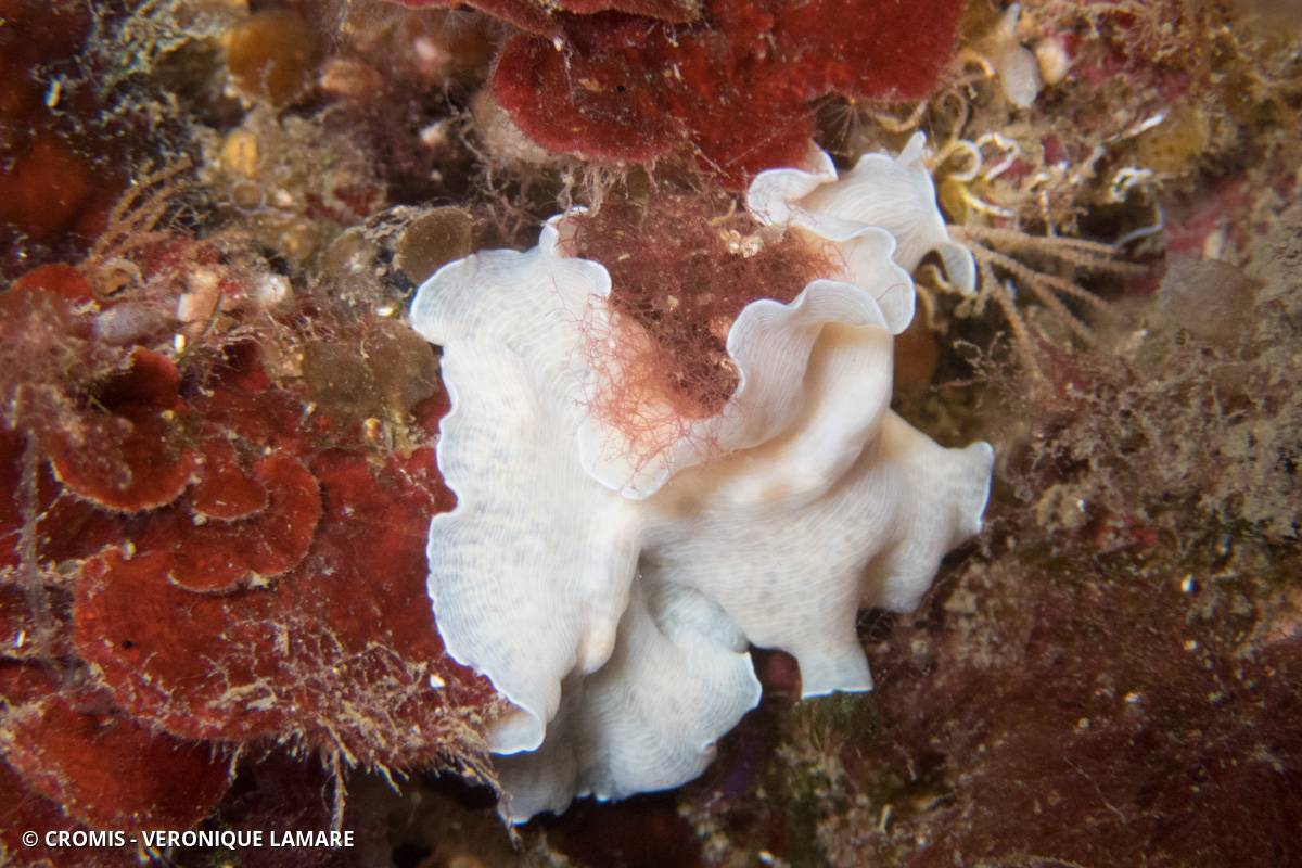Ver plat albinos de Méditerranée