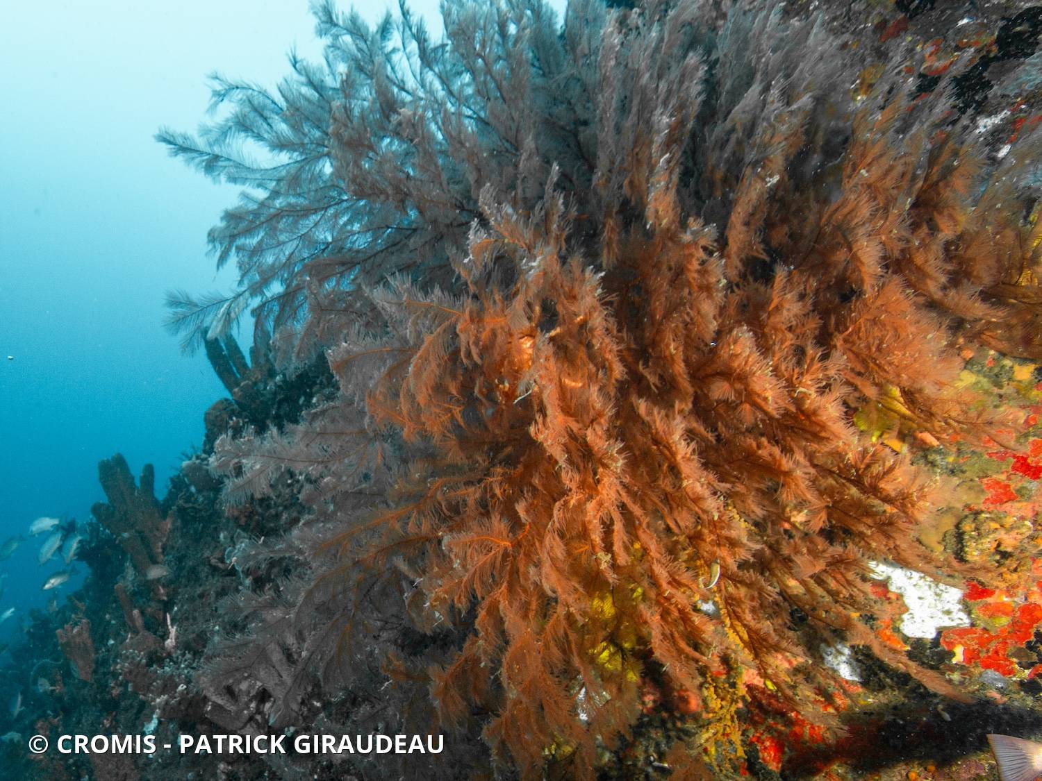 Corail noir plumeux