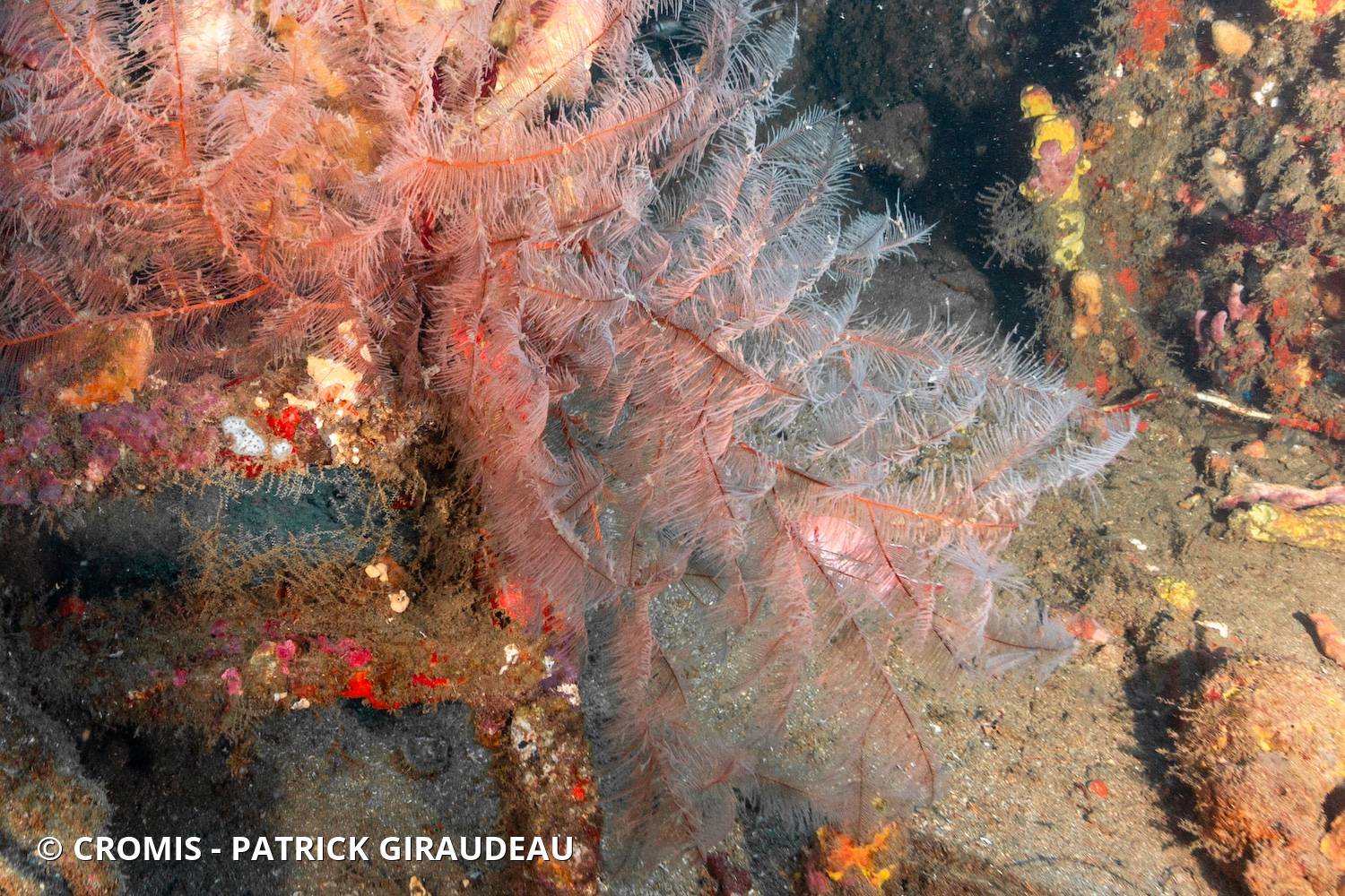 Corail noir plumeux