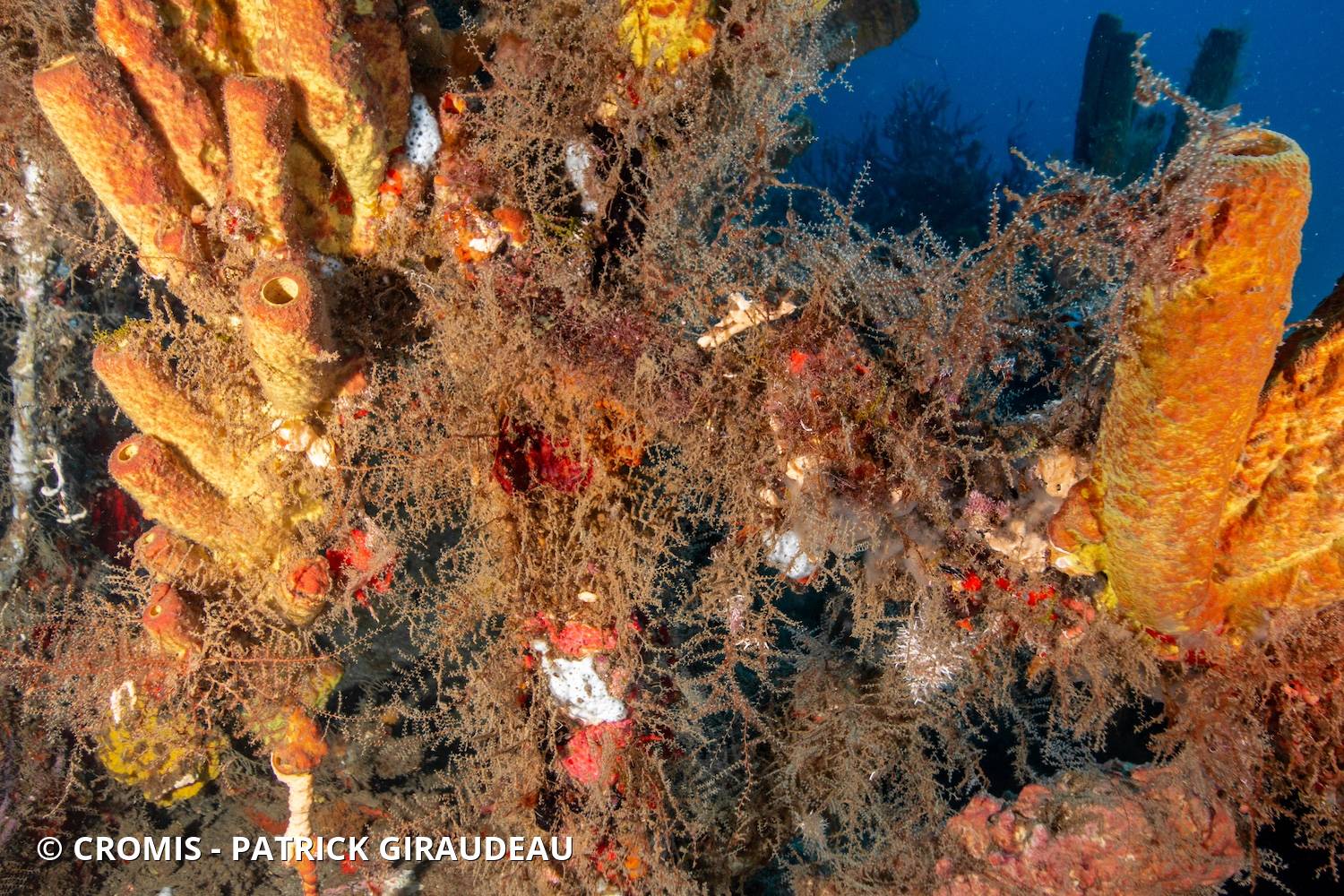Hydraires algues des Antilles