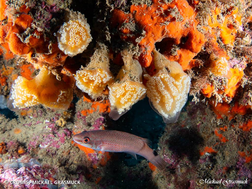 Aplidium ocellé