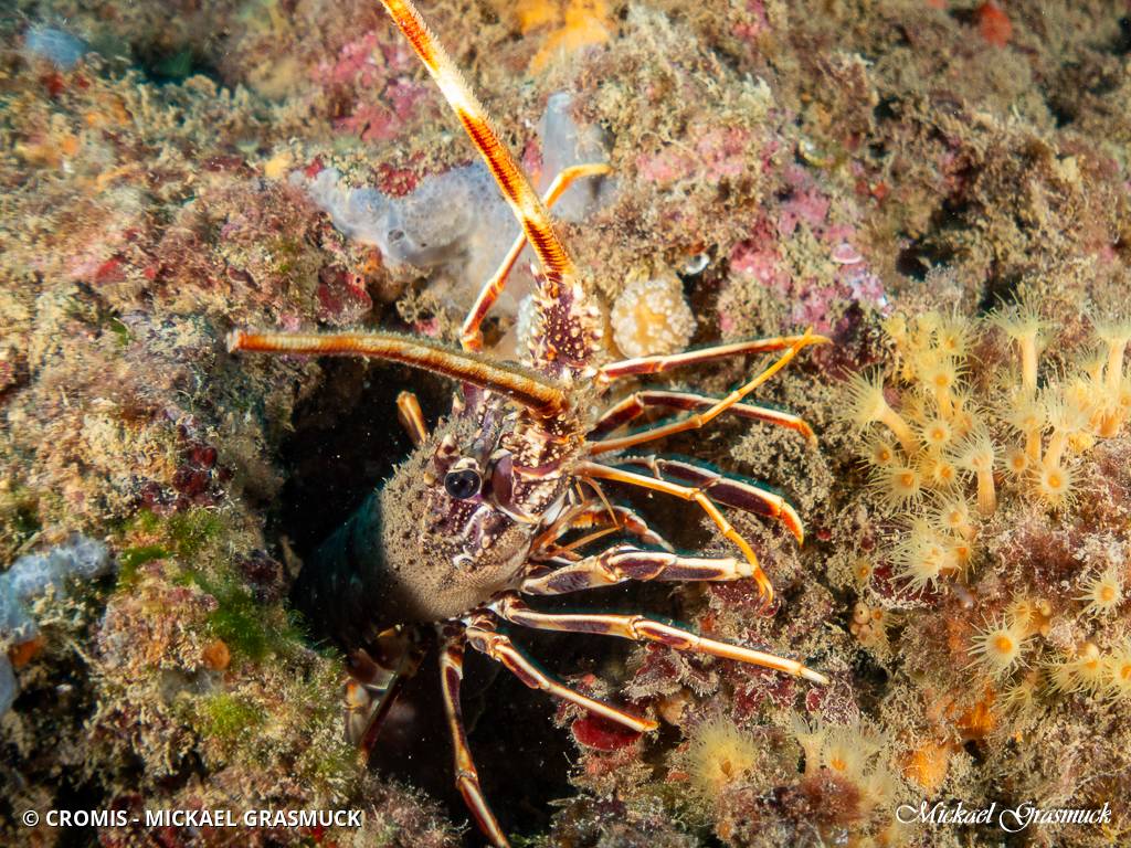 Langouste rouge