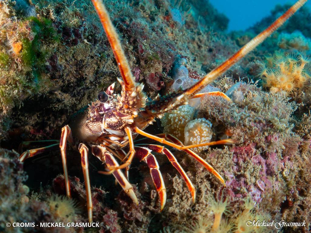 Langouste rouge