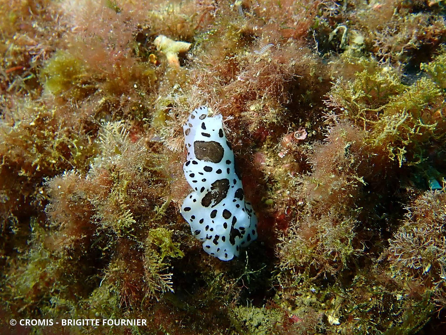 Doris dalmatienne
