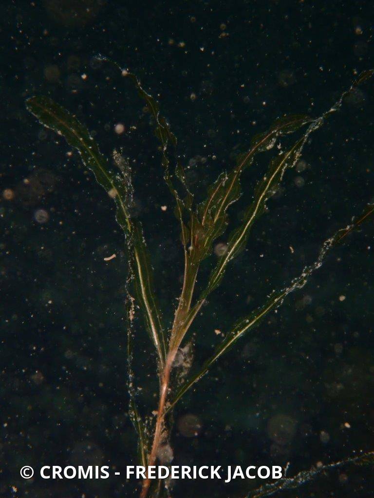 Potamot crépu