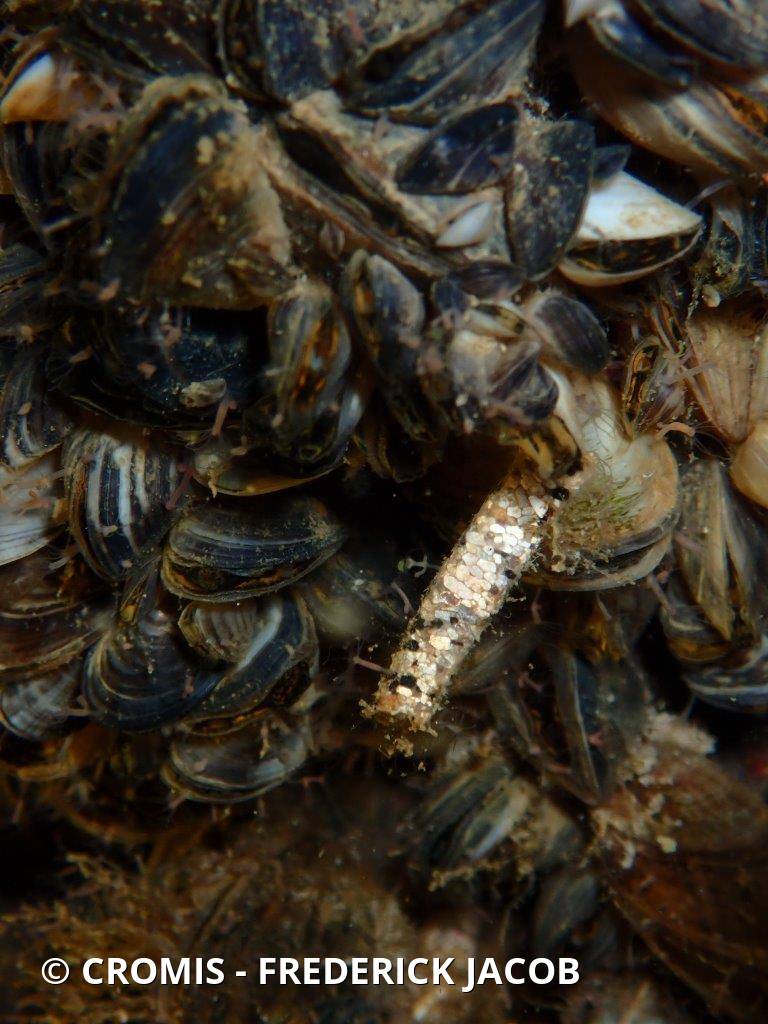 Larves de trichoptères