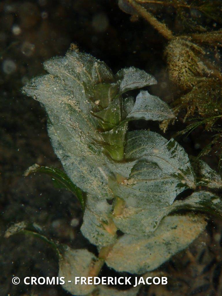 Potamot perfolié