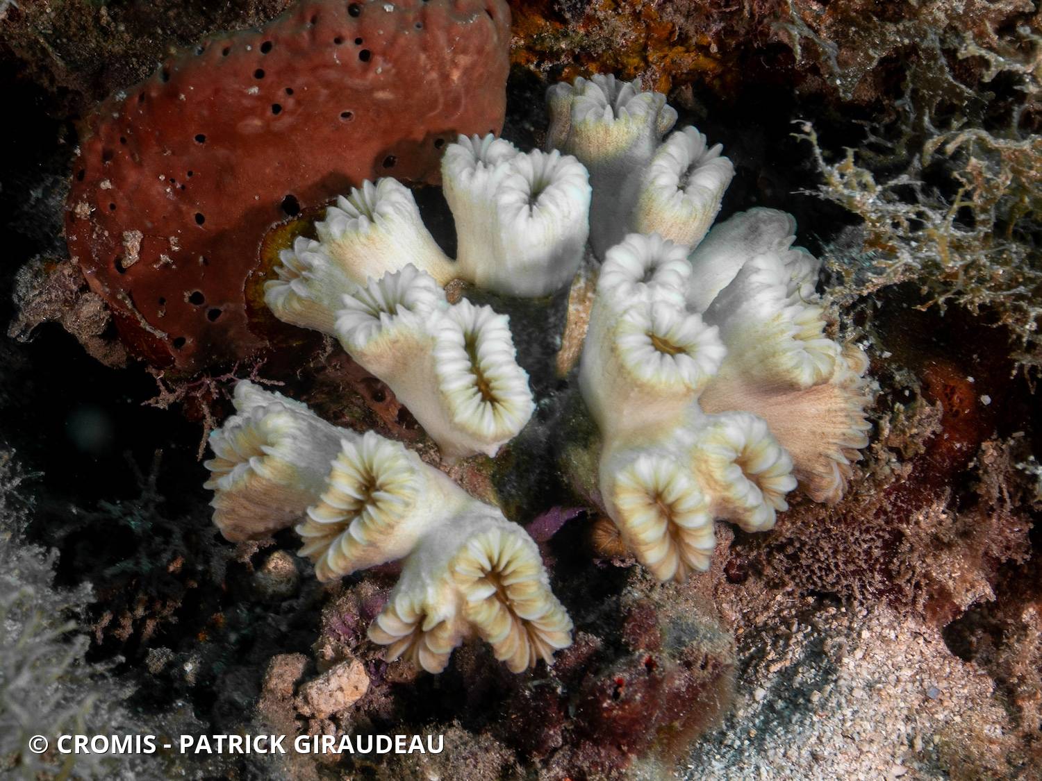 Corail fleur doux