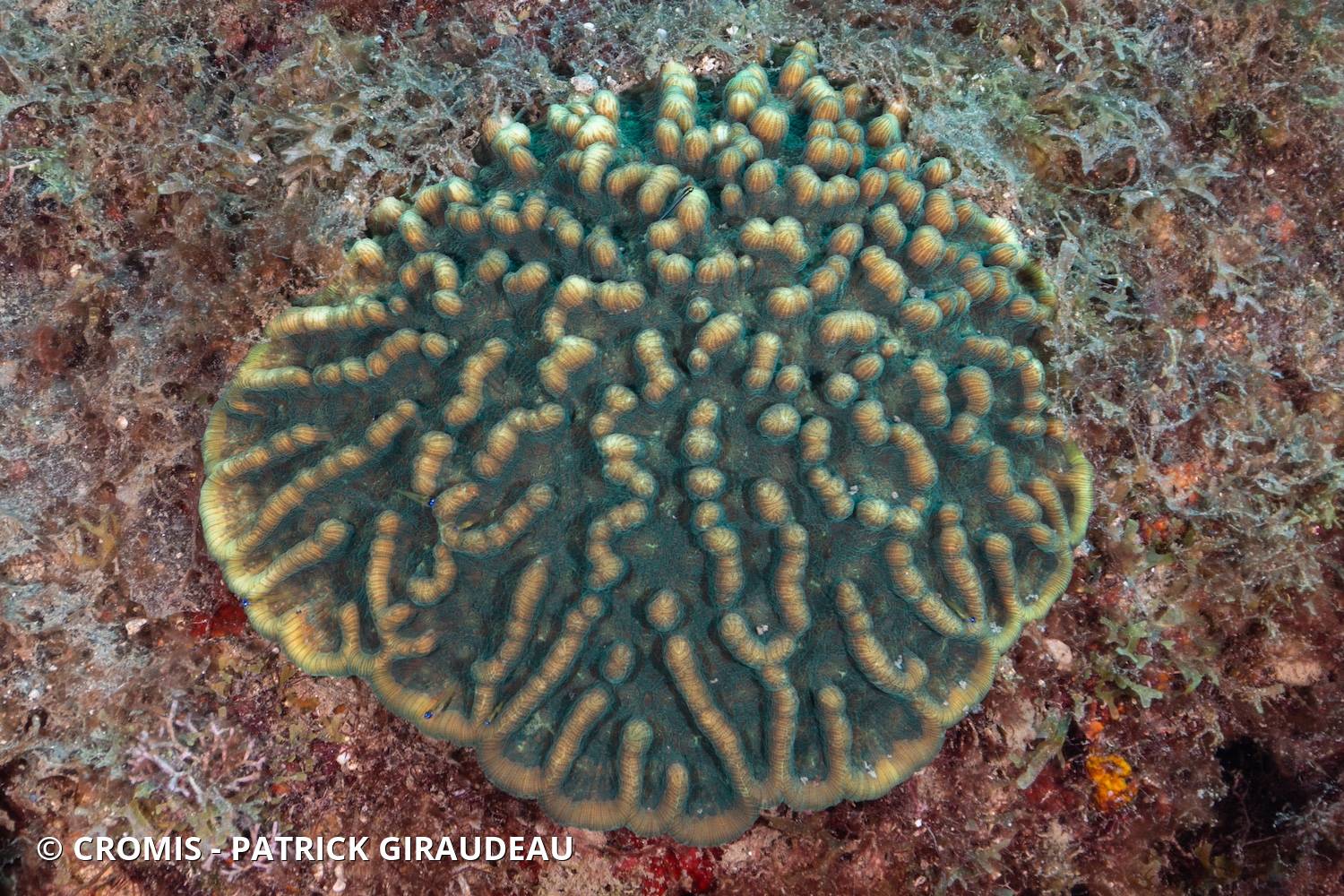 Corail cactus rugueux