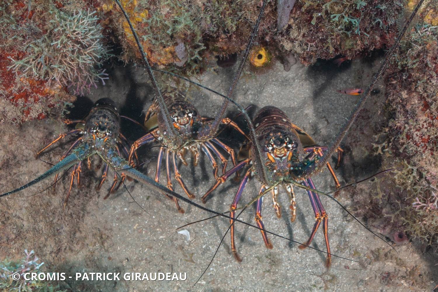 Langouste des Caraïbes