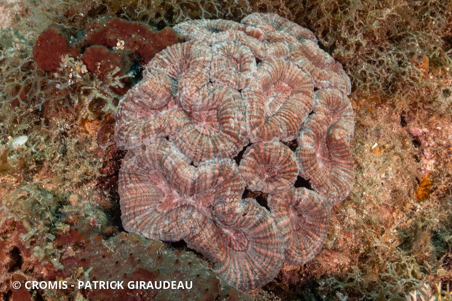 Corail fleur épineux