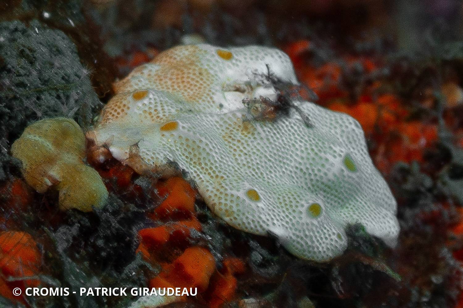 Didemnum conchyliatum