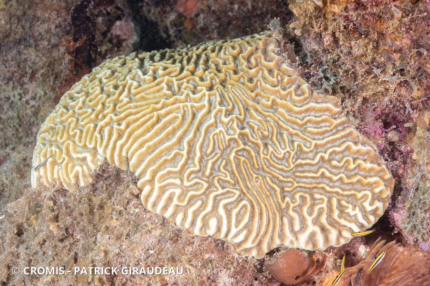 Corail méandreux
