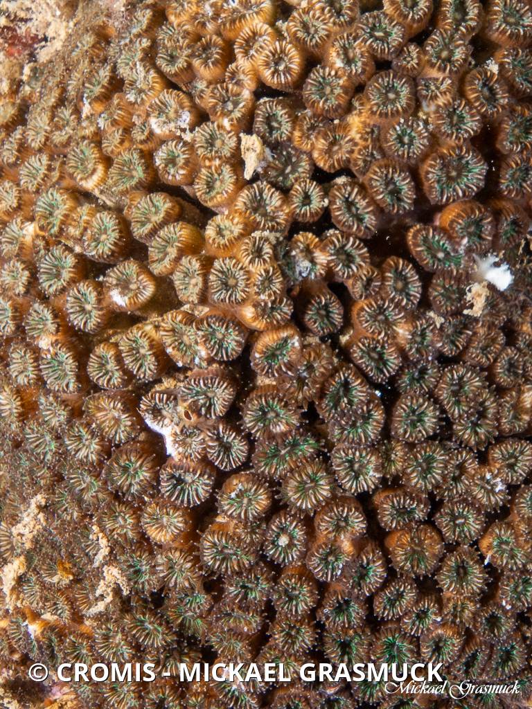 Cladocore en touffe