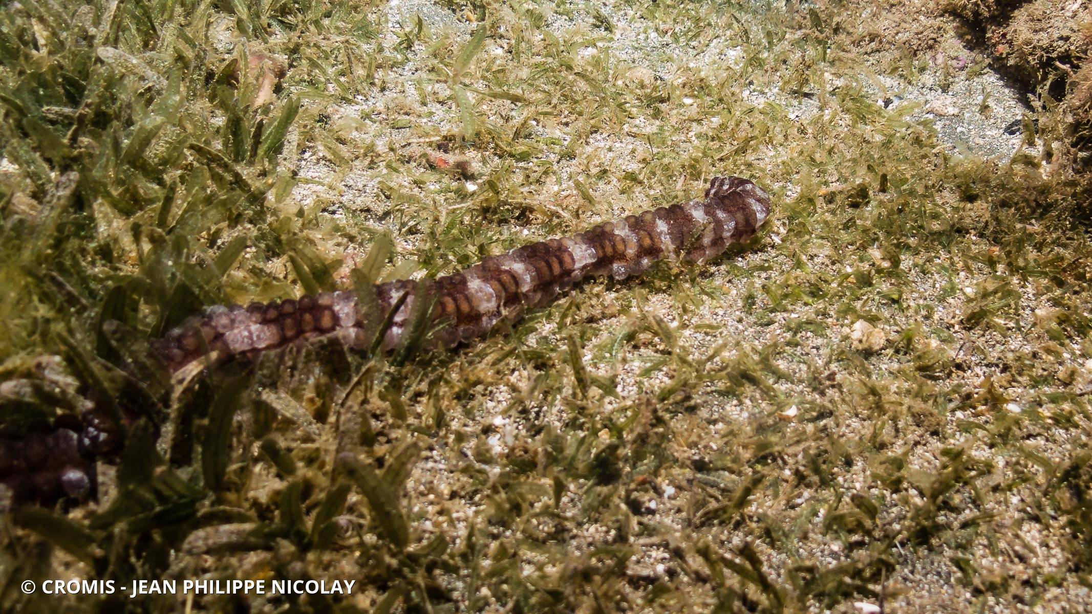 Holothurie serpent collante antillaise