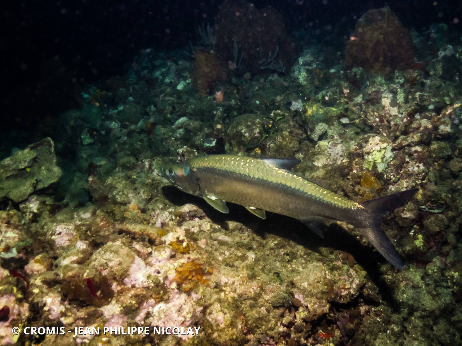 Tarpon