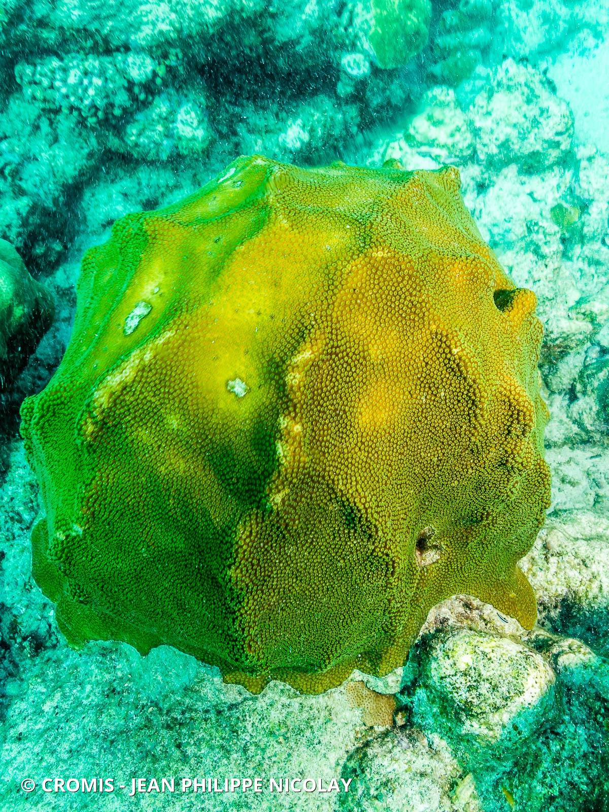 Corail étoilé à bosses