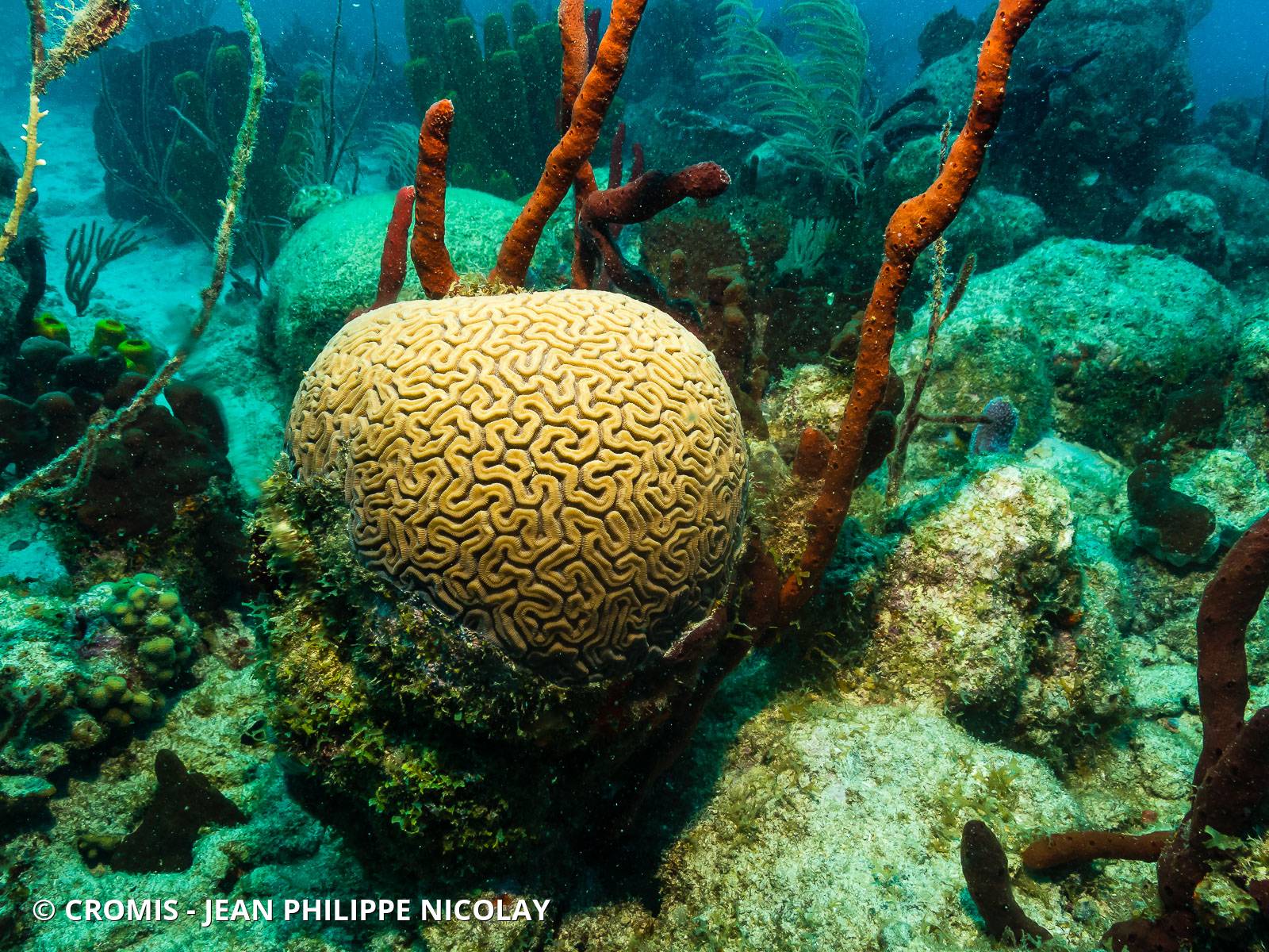 Corail cerveau de Neptune