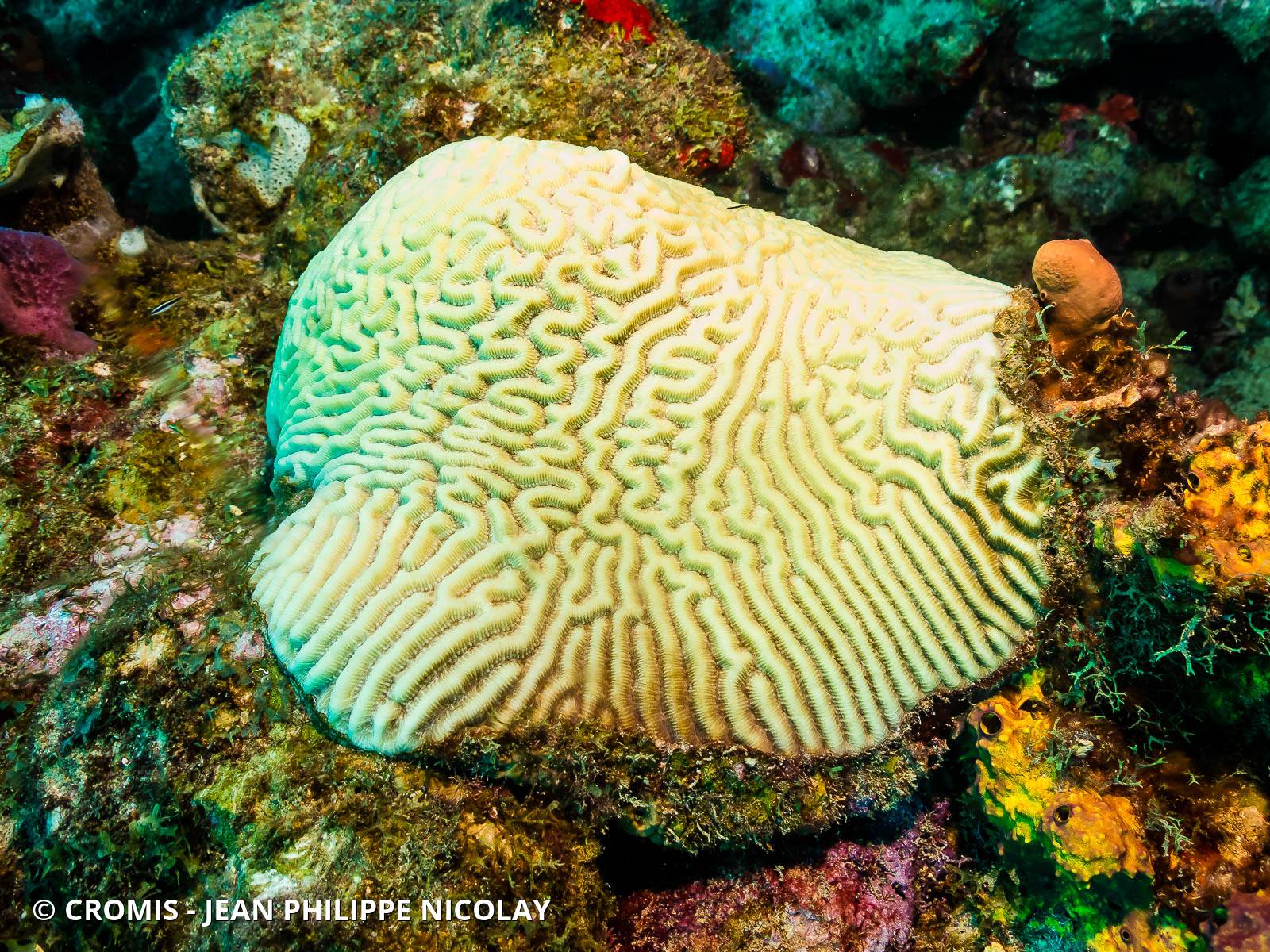 Corail cerveau Natan