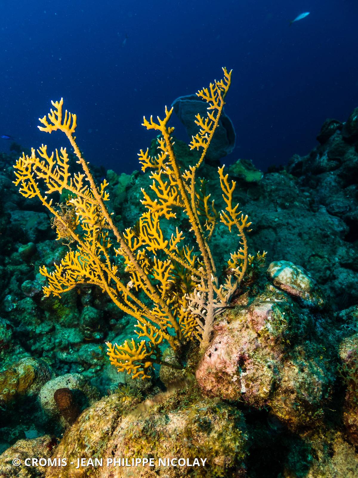 Corail de feu branchu