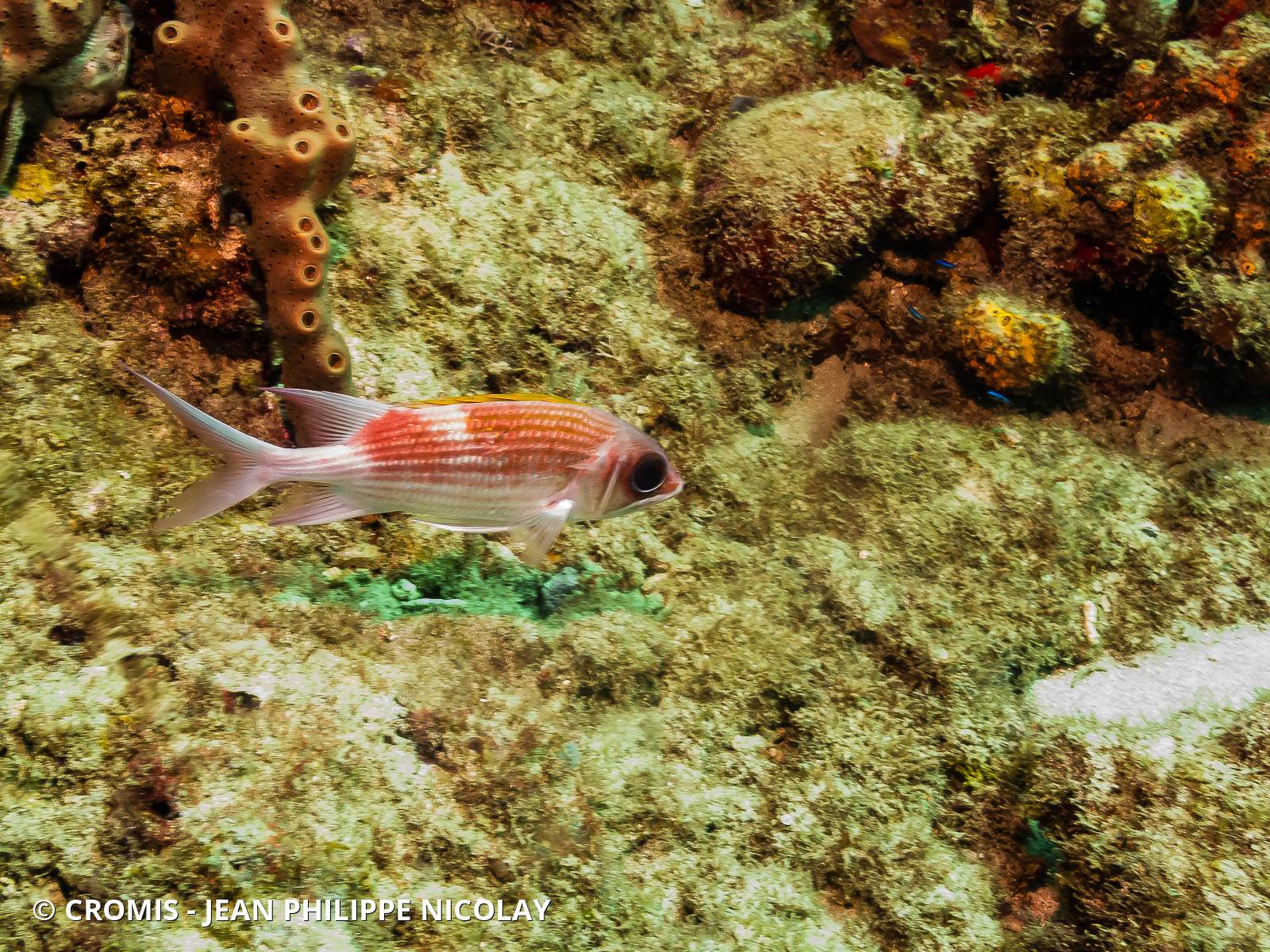 Cardinal blanc