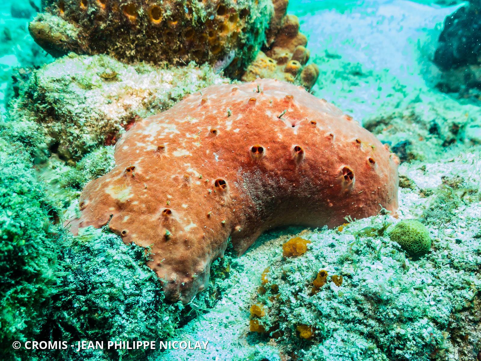 Eponge encroûtante rouge et rose