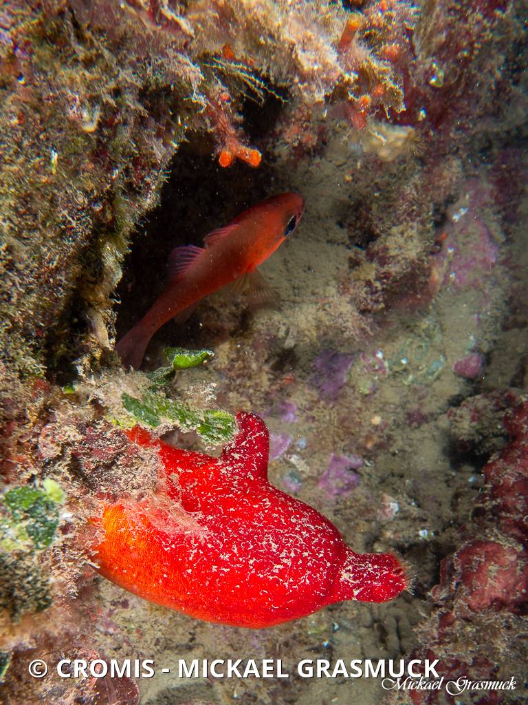 Ascidie rouge