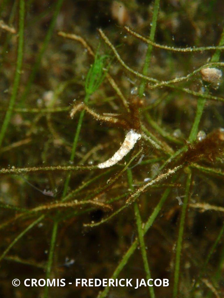 Larves de trichoptères