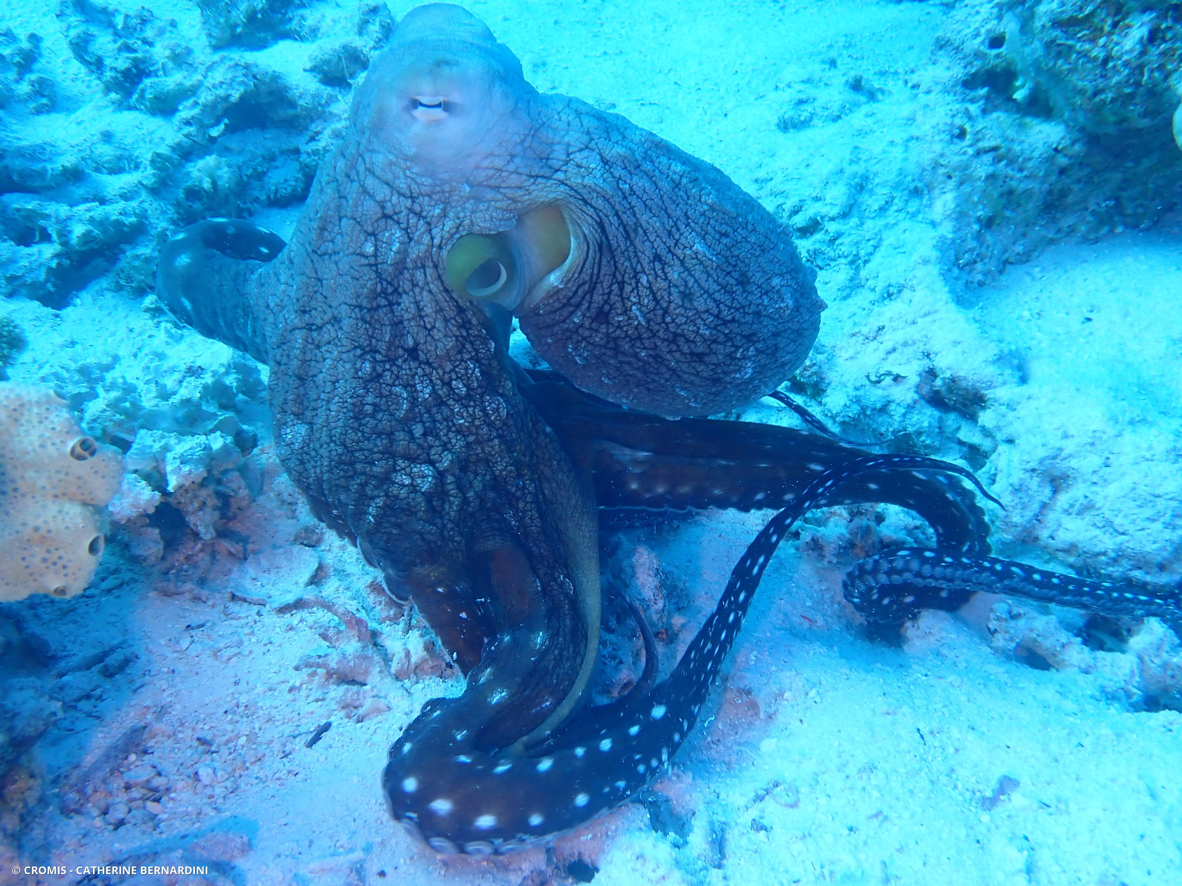 Poulpe de récif