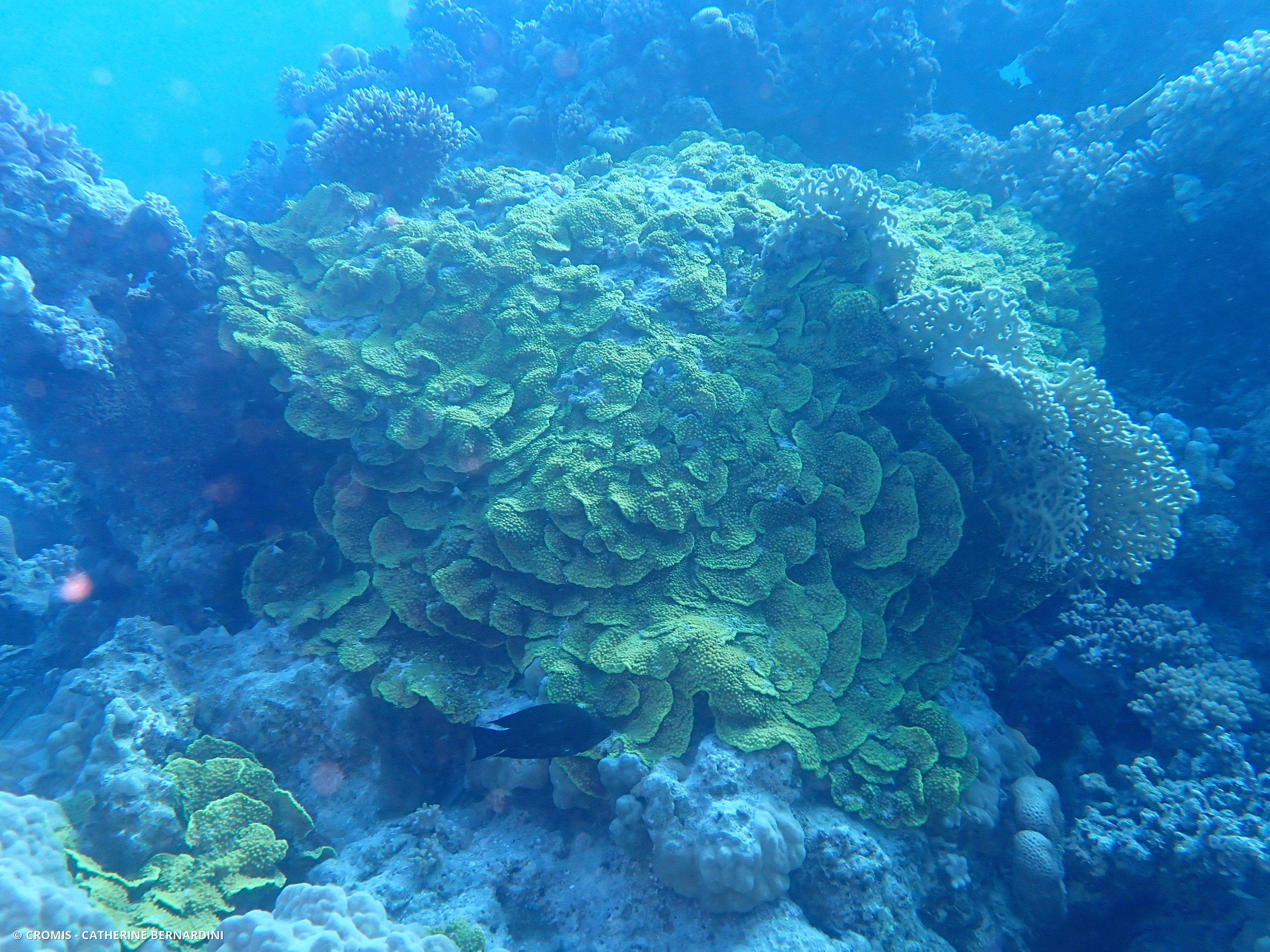 Corail coupe laitue