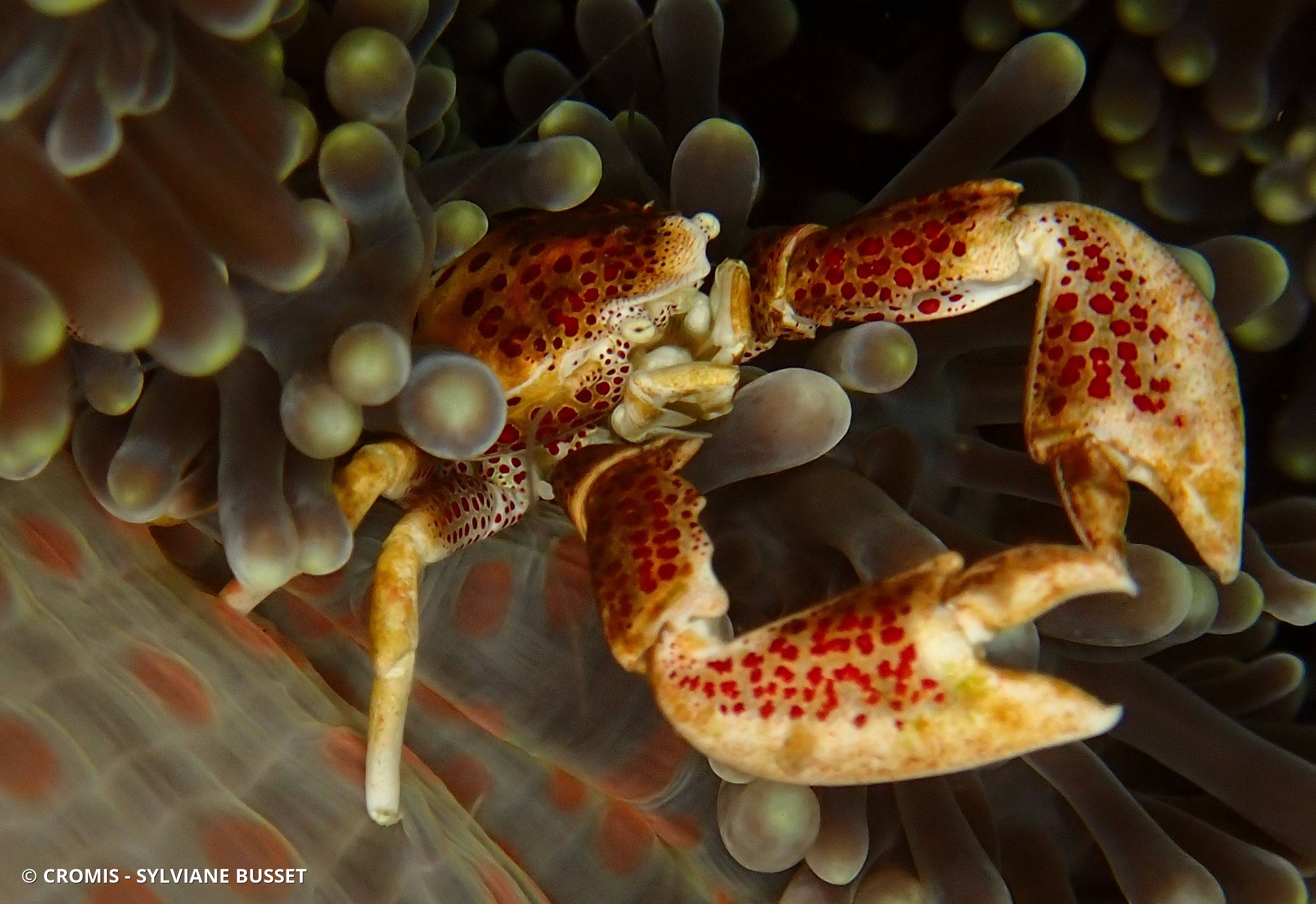 Crabe porcelaine