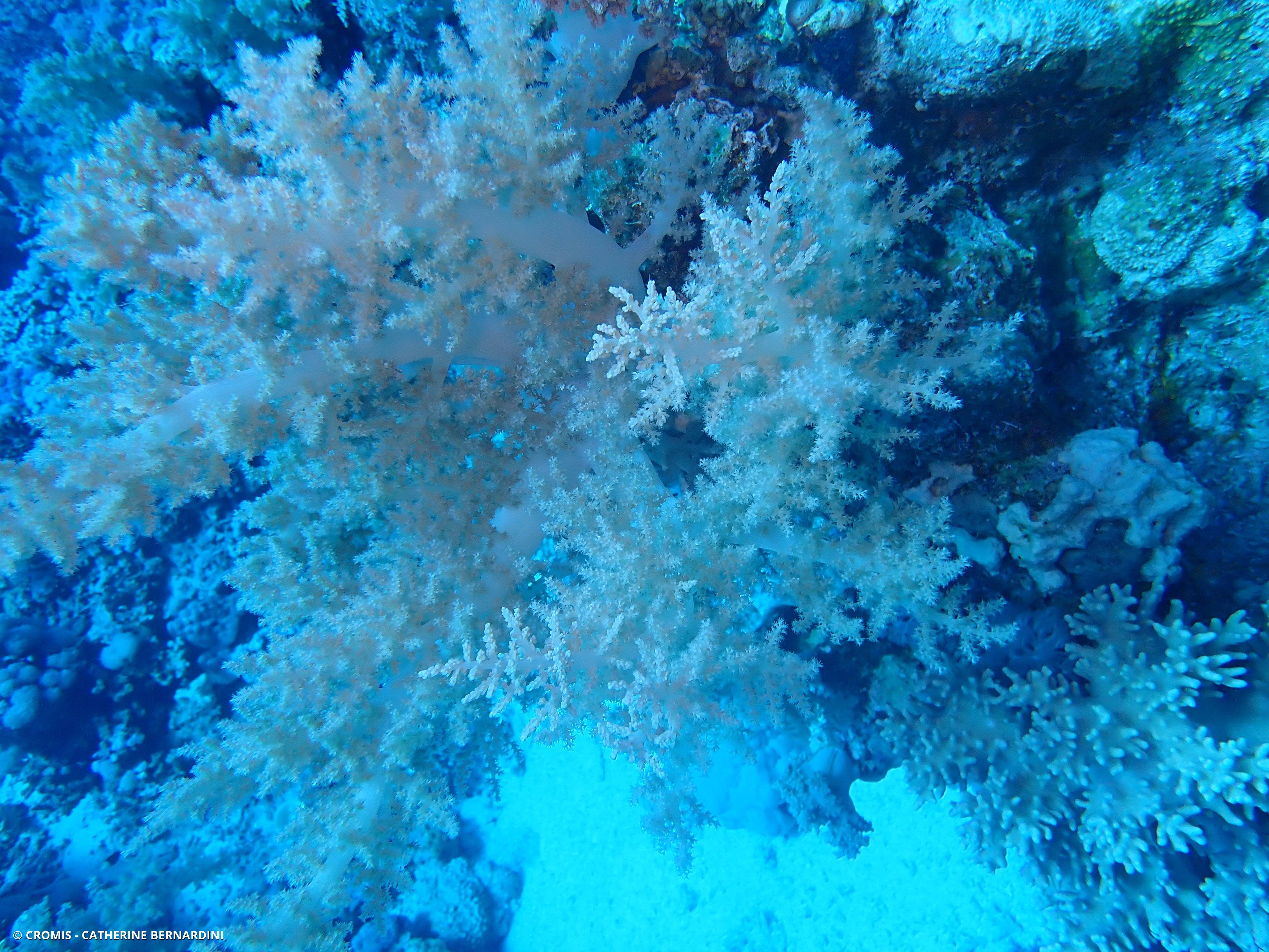 Alcyonaire arborescent