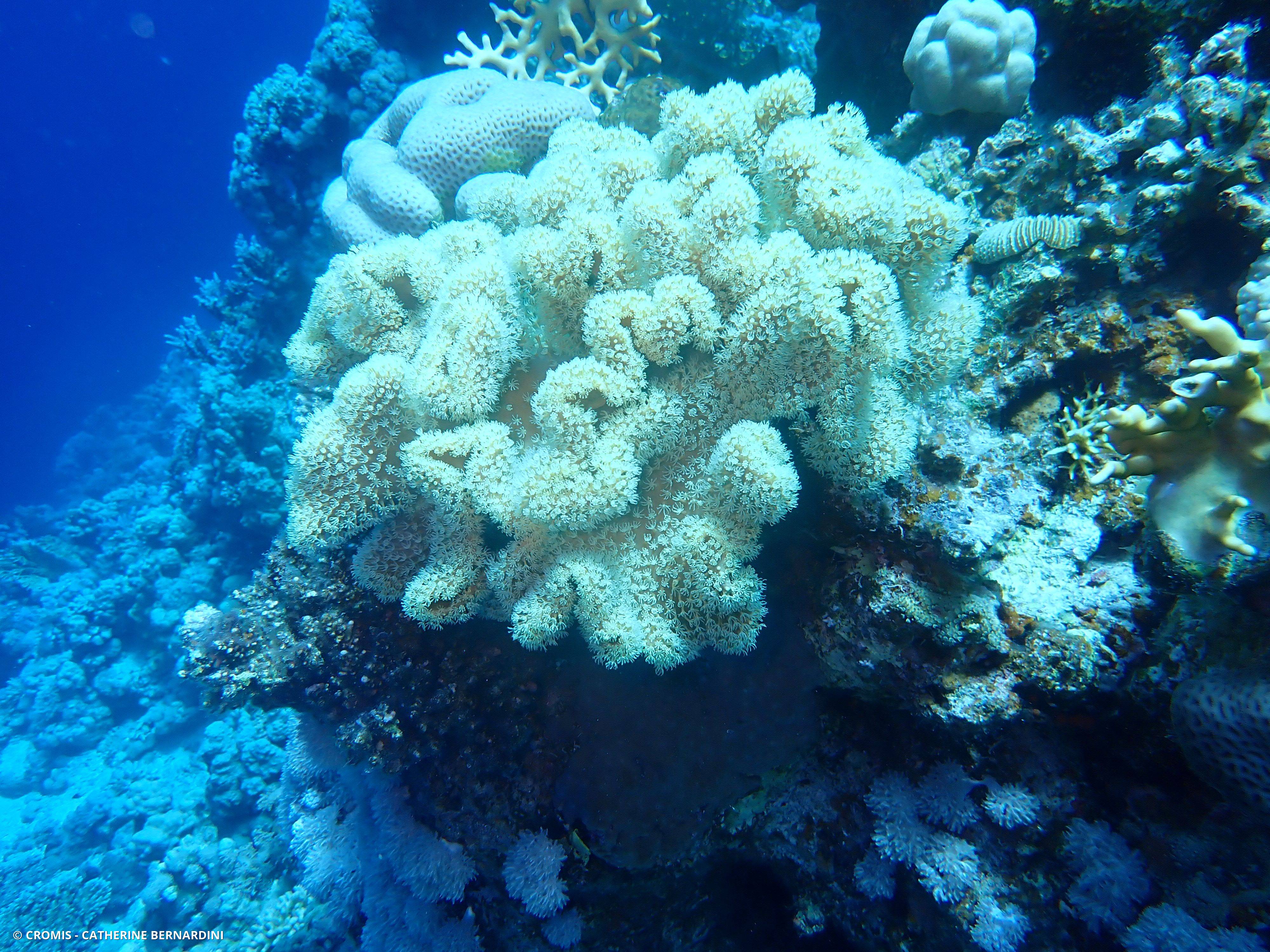 Alcyonaire champignon