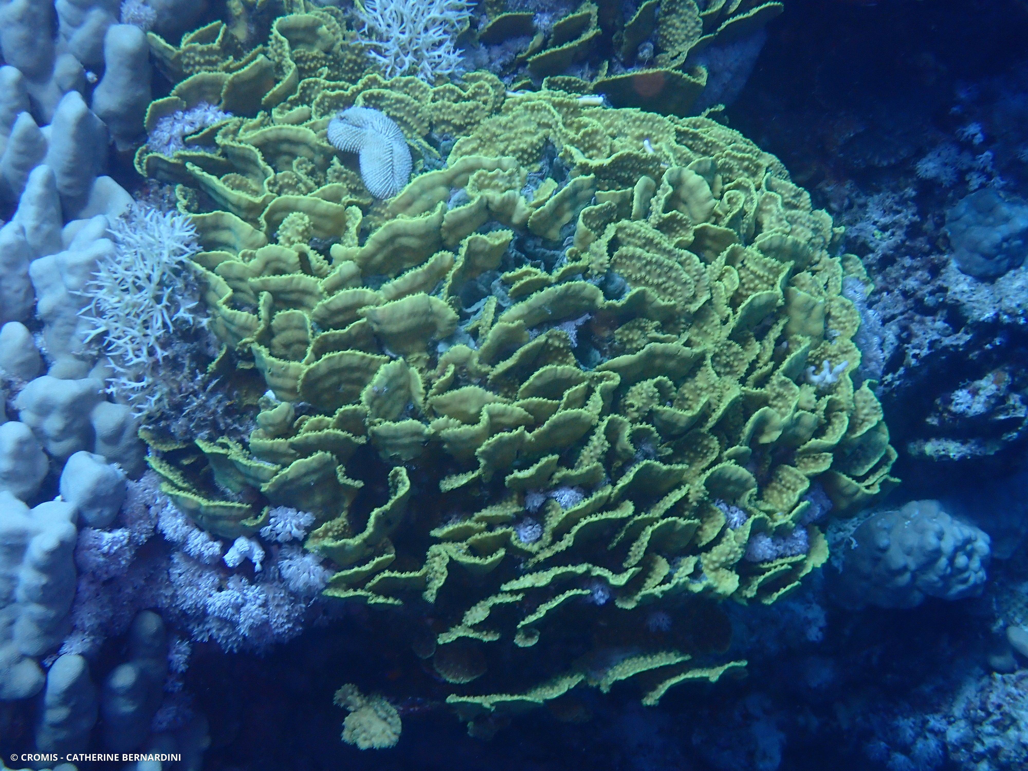 Corail coupe laitue