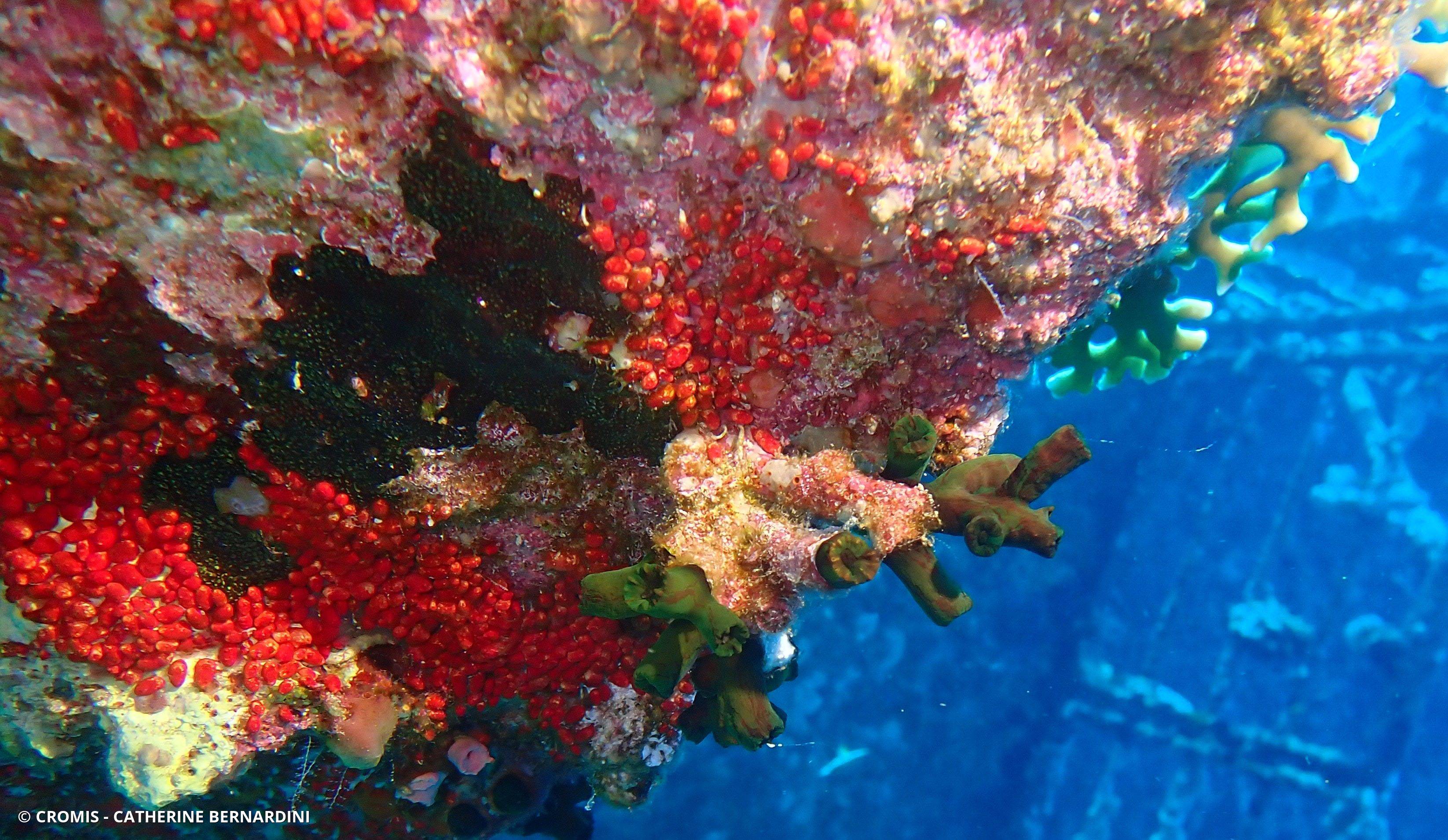 Tubastrée arborescente