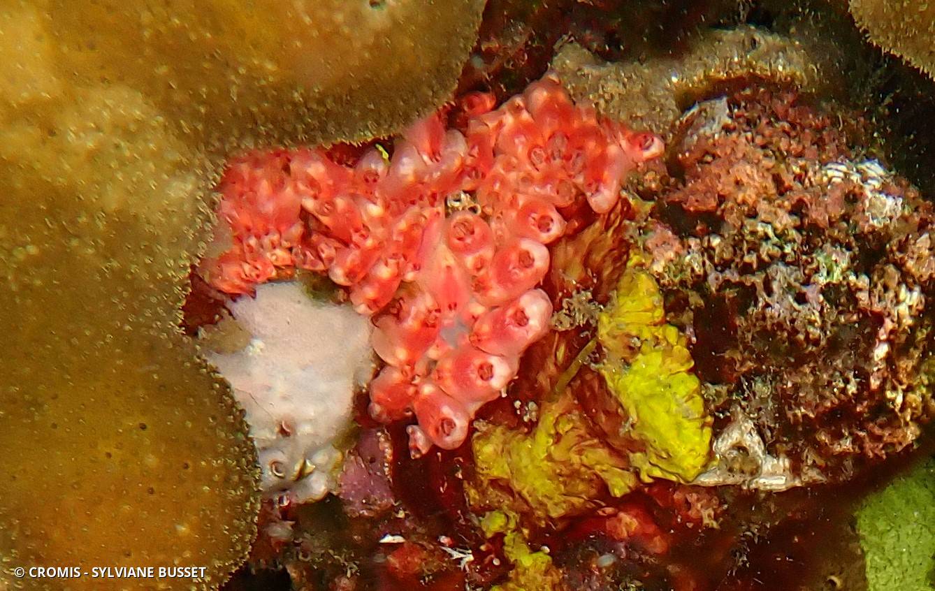 Eusynstyela rouge et blanc