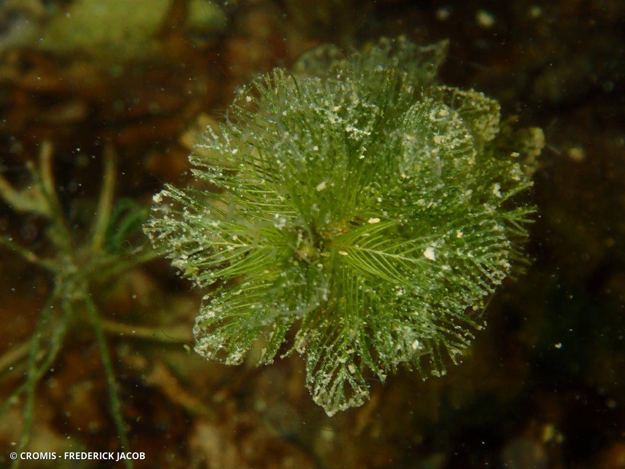 Myriophylle