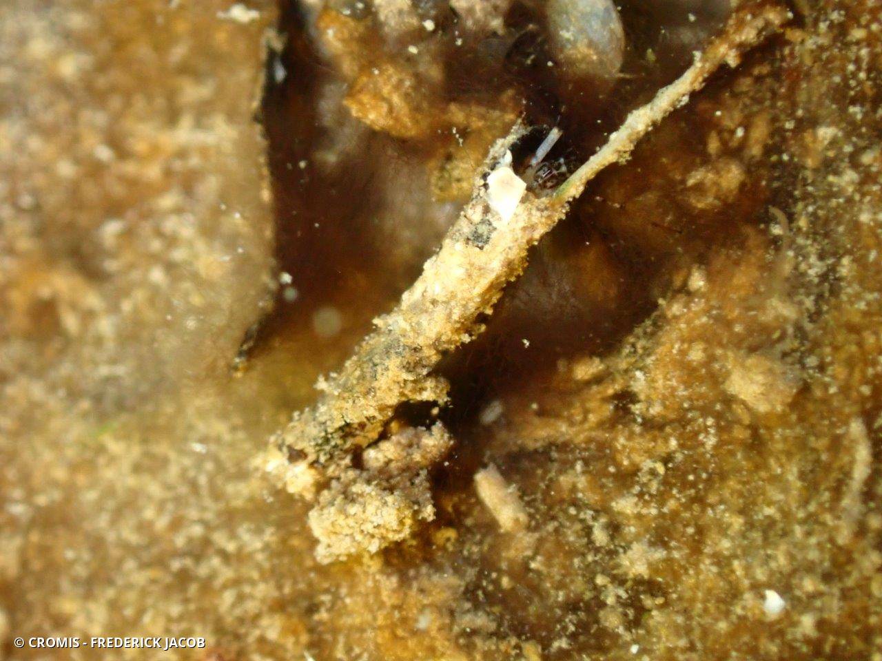 Larves de trichoptères