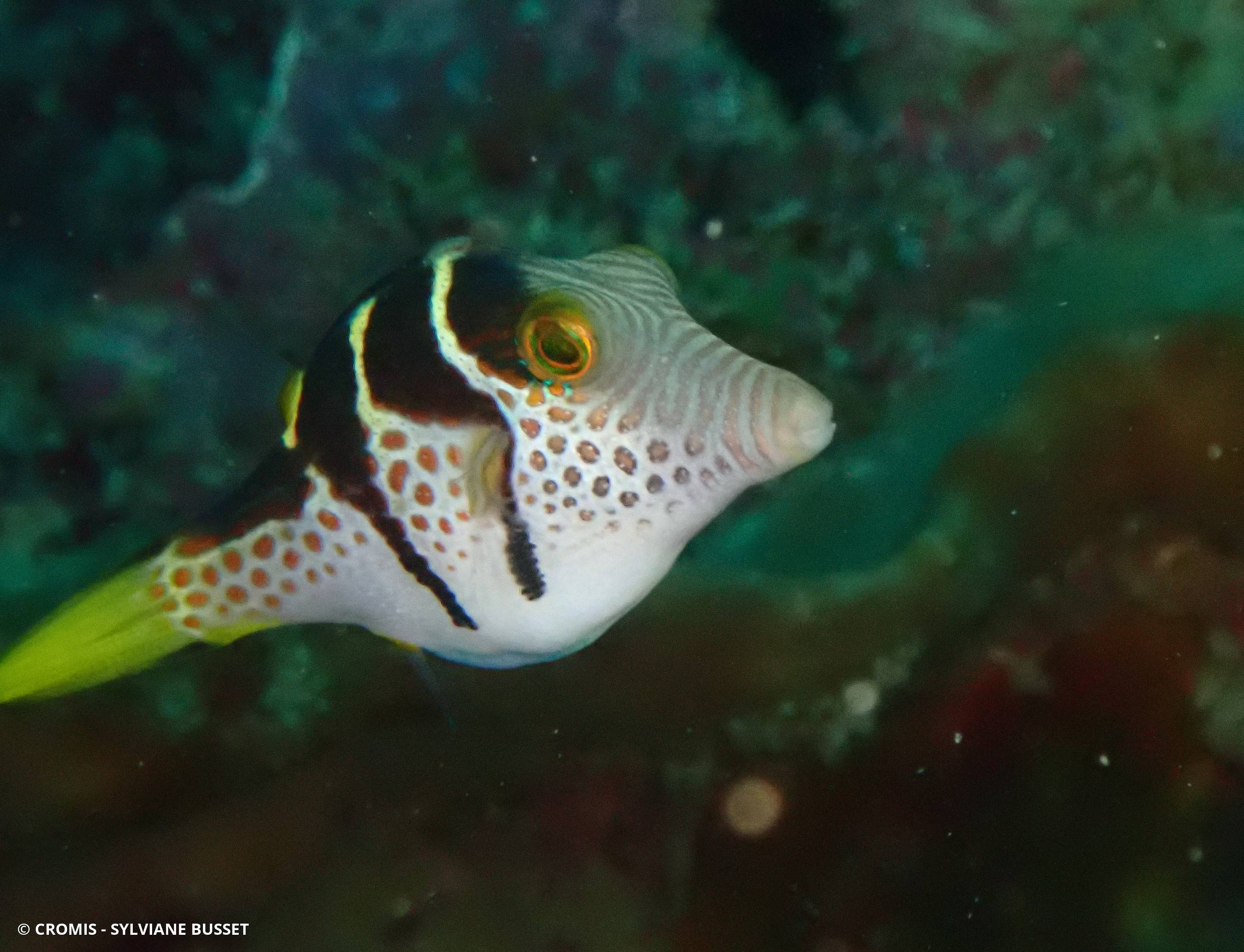 Canthigaster à selle noire