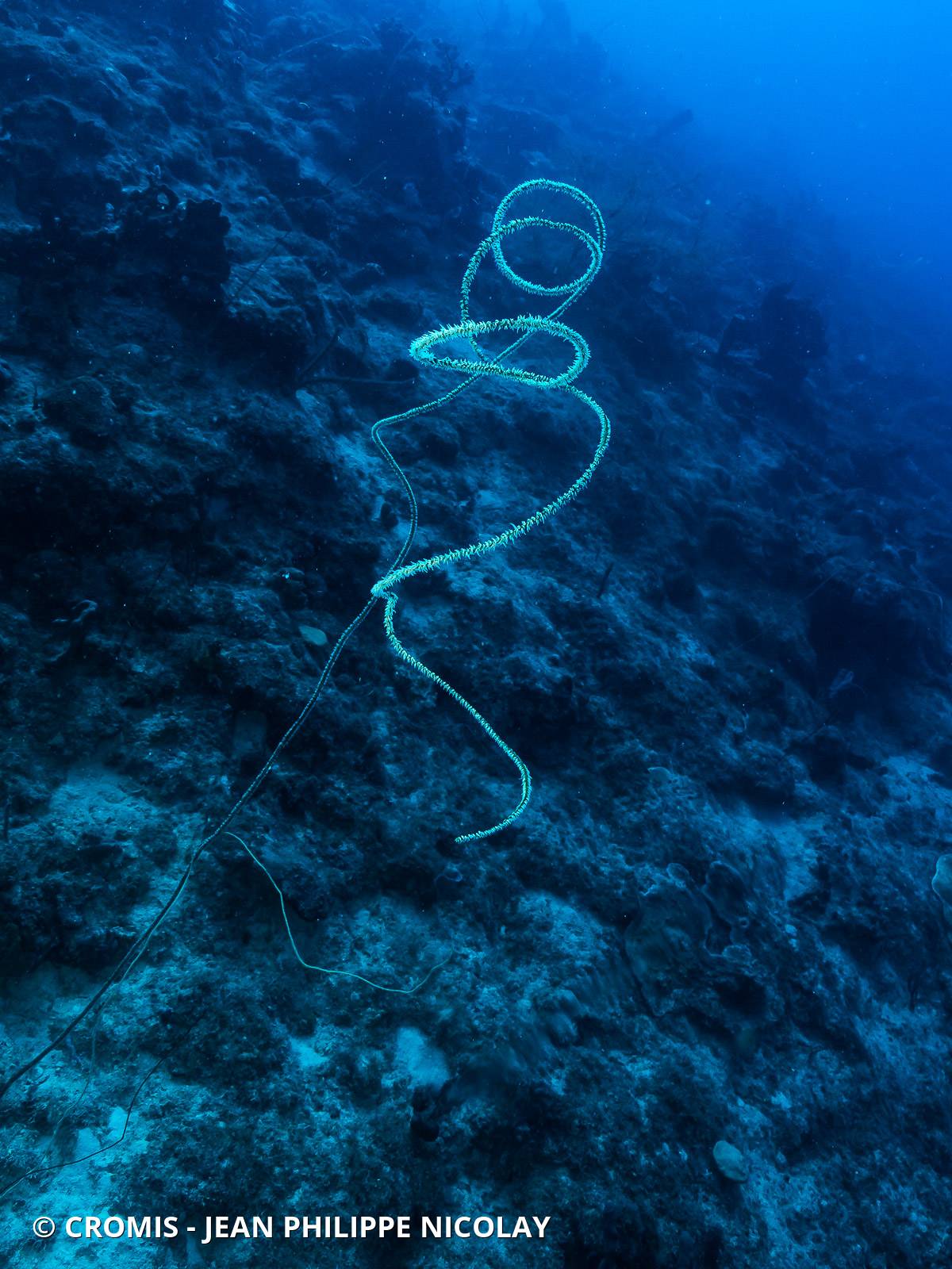 Corail fil de fer