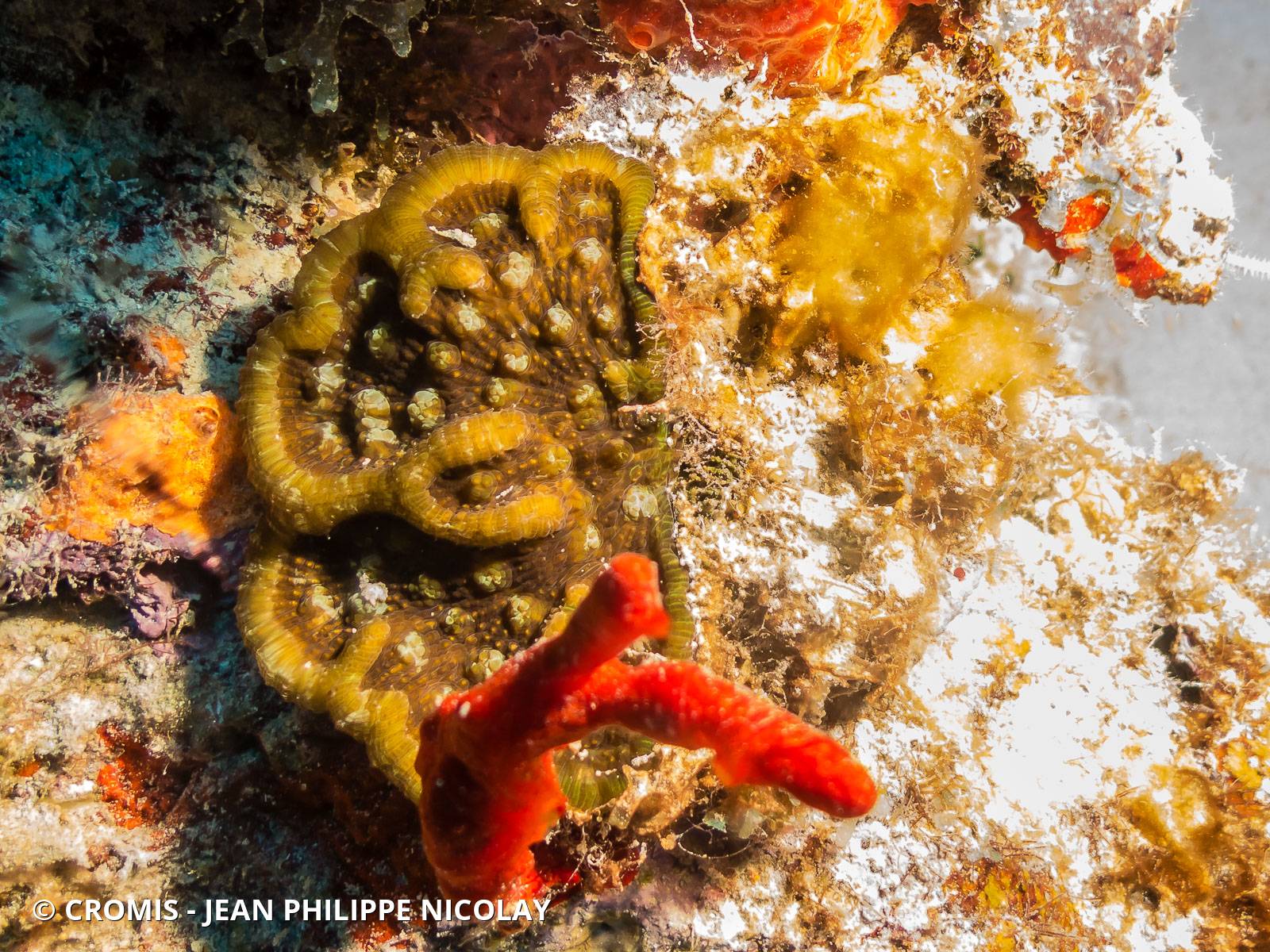 Corail cactus à bosses
