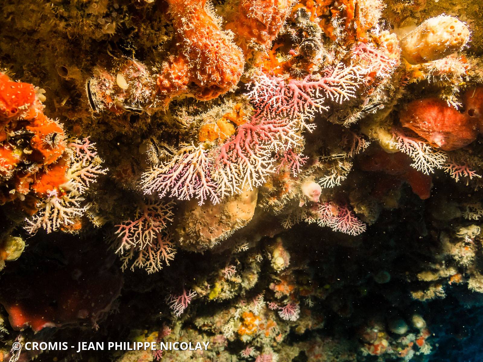Corail dentelle rose