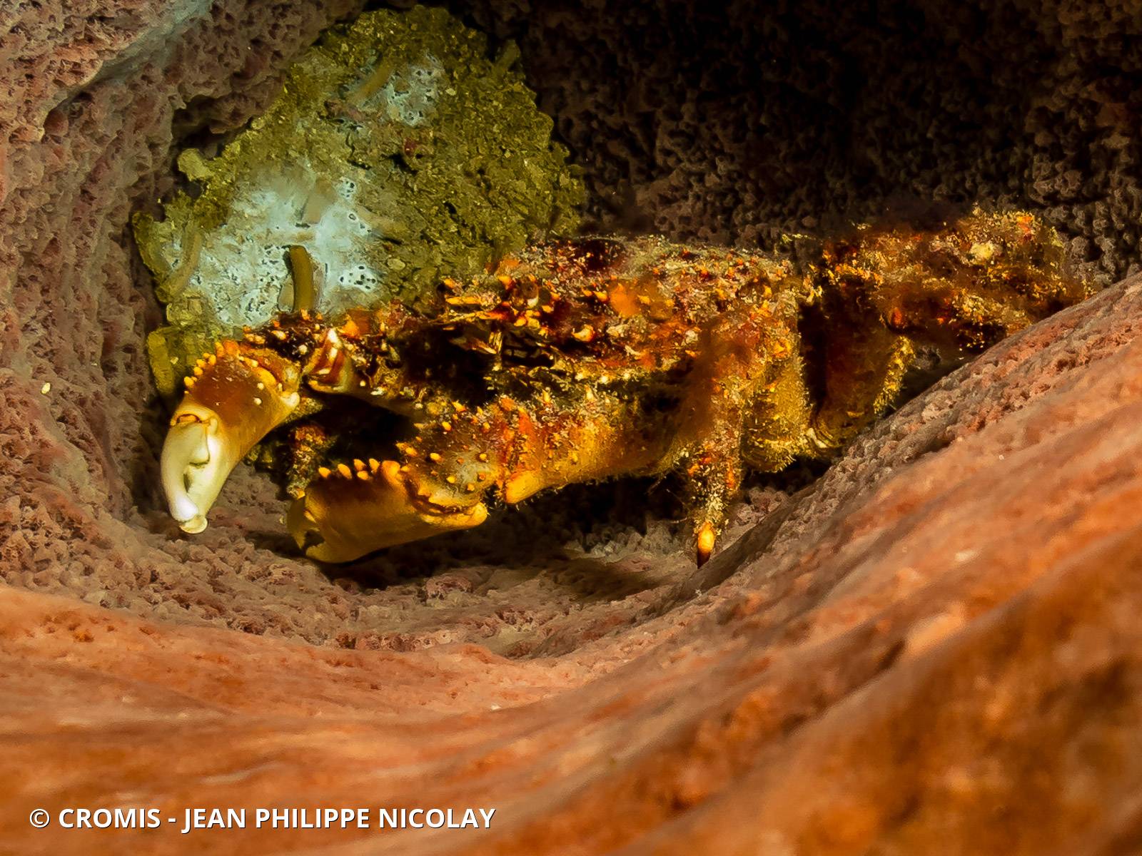 Araignée de mer verruqueuse