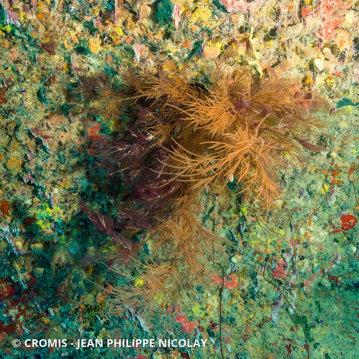 Corail noir tropical