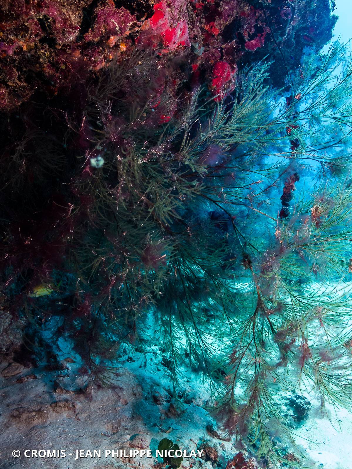 Corail noir tropical