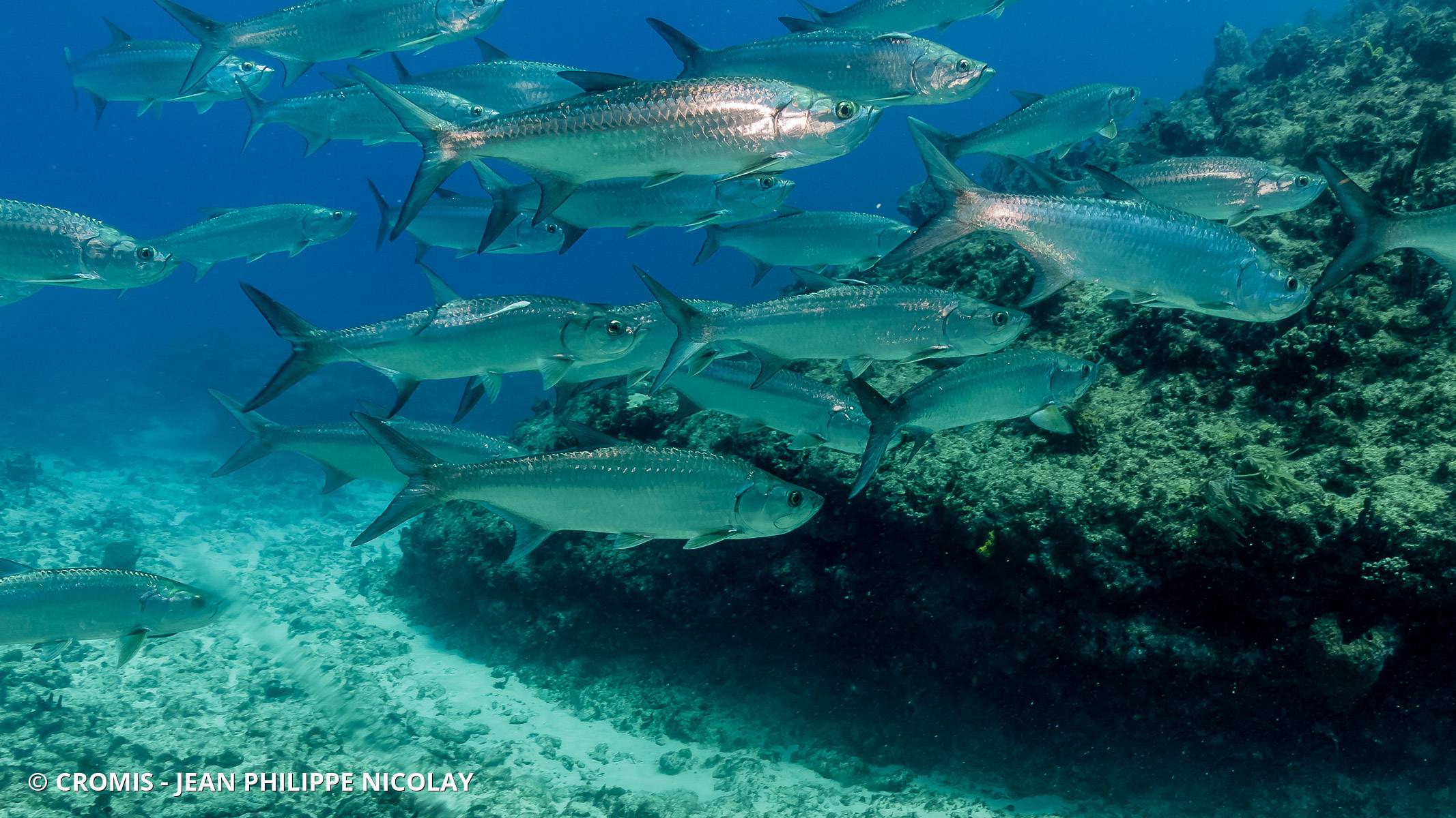 Tarpon